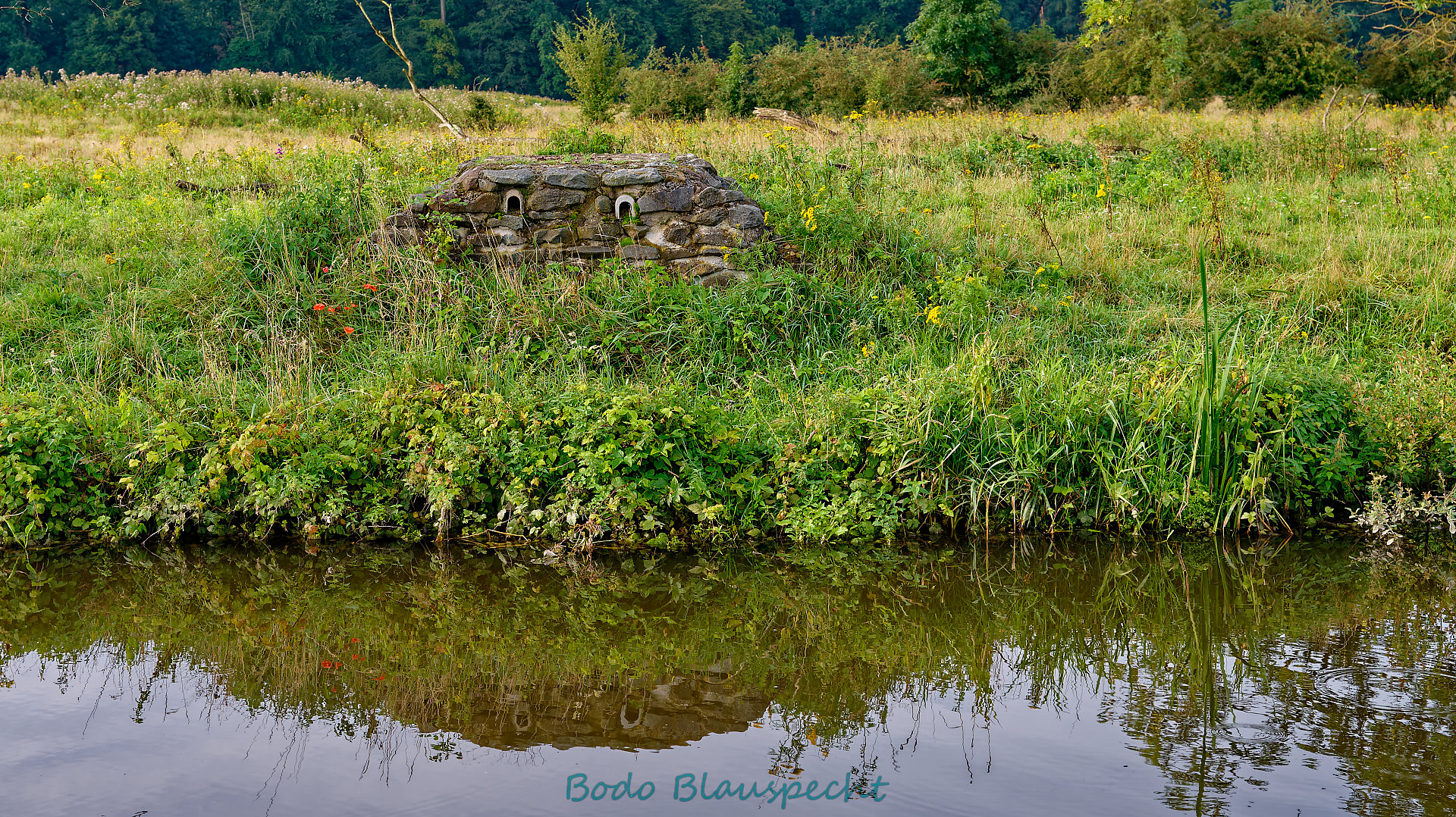 Pflanzen   Steveraue   2023.08.14 08.31 70 HD